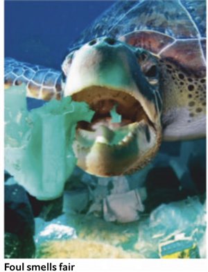 看经济学人学提分雅思阅读Why turtles eat plastic rubbish