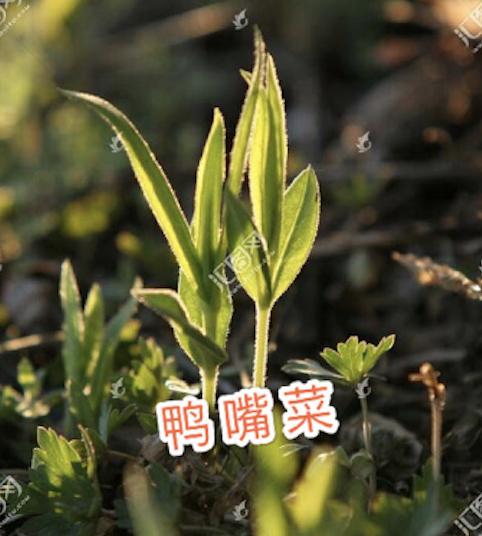 雅思口语话题和家人的休闲活动