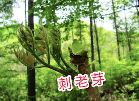 雅思口语话题和家人的休闲活动